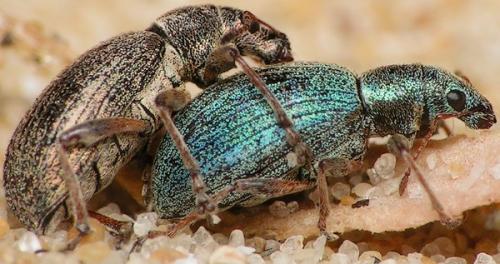 Polydrusus pulchellus